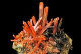Bright Orange Crocoite Crystal Cluster - Tasmania #171687-2
